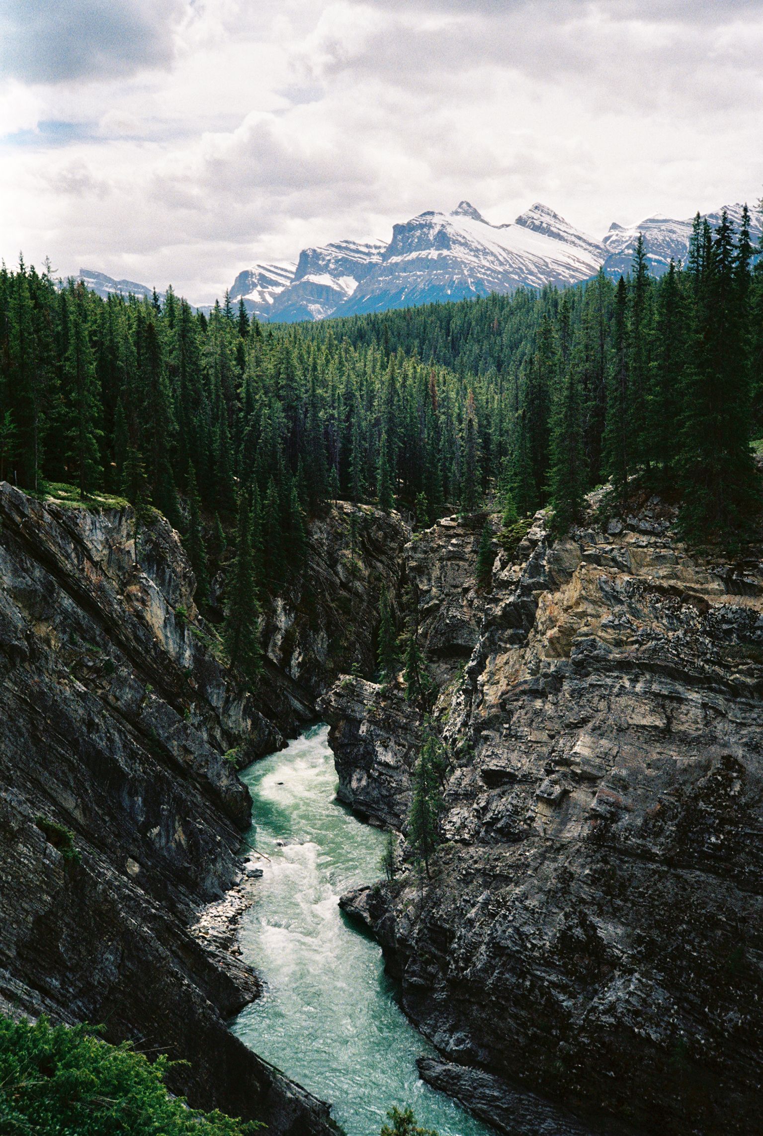 A glacial river cutting through a rocky canyon surrounded by pine forest and snow-capped mountains